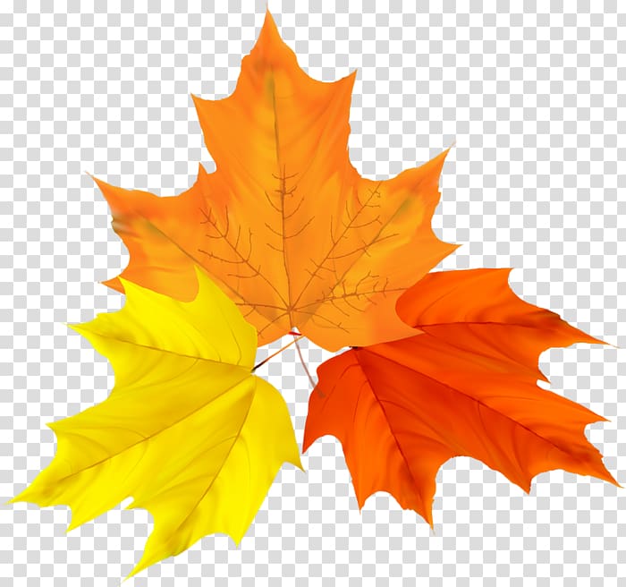 Autumn leaf color Autumn leaf color graphics, autumn transparent background PNG clipart