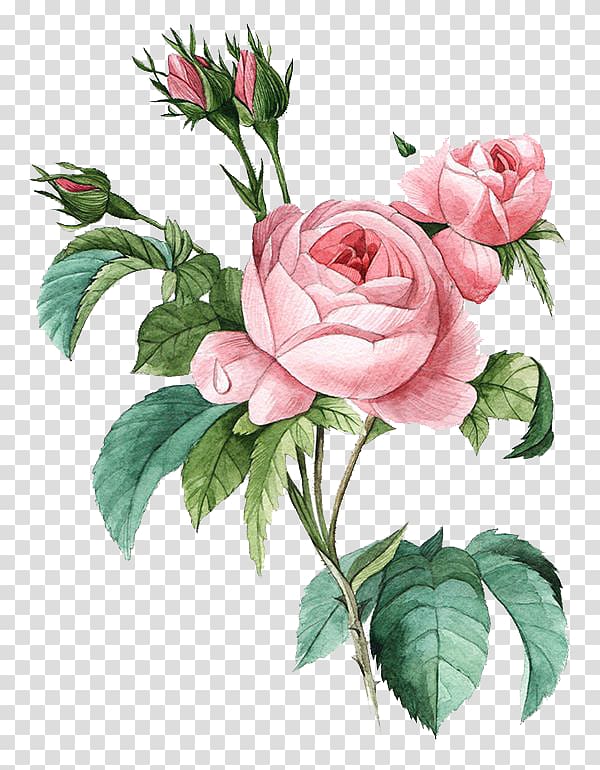 Damask rose Flower Poster Botanical illustration Botany, Pink flowers, pink rose illustration transparent background PNG clipart