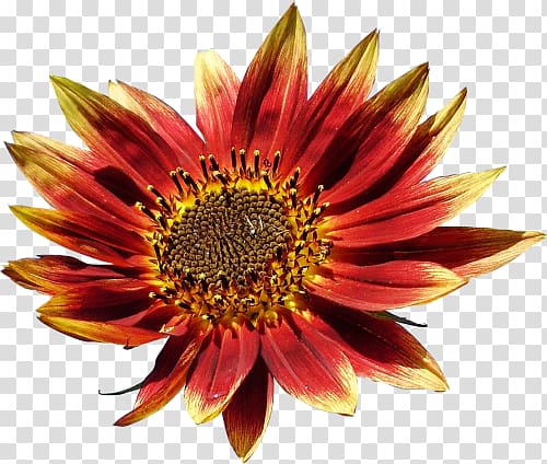 Common sunflower Blanket flowers Petal Coneflower Chrysanthemum, others transparent background PNG clipart