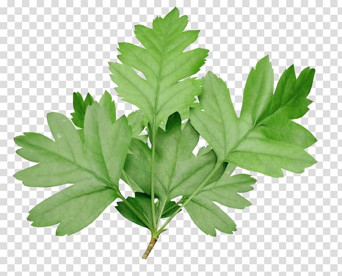 Parsley Herbalism Tree Leaf, tree transparent background PNG clipart