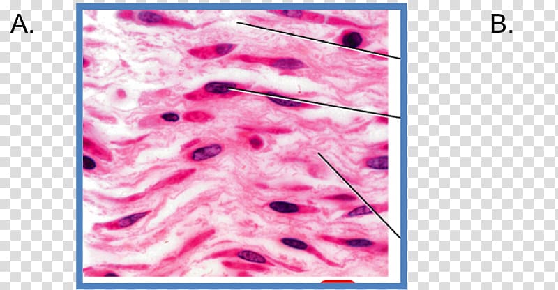 Organ Loose connective tissue Mesenchyme, Blue Id Card transparent background PNG clipart