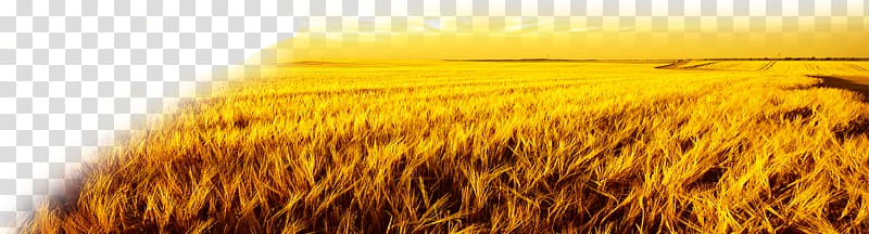 Harvest Autumn, Wheat field transparent background PNG clipart