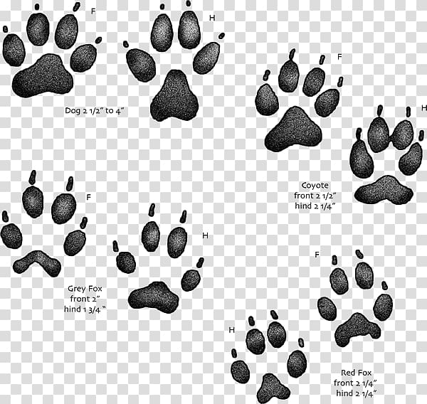 Coyote Dog Paw Red fox Gray fox, Dog transparent background PNG clipart