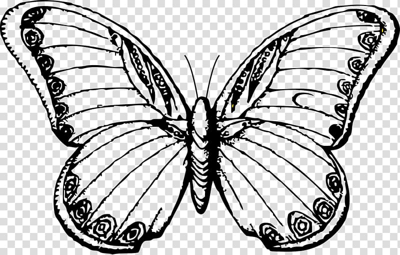 Butterfly Line art Drawing Black and white , butterfly line drawing lotus transparent background PNG clipart