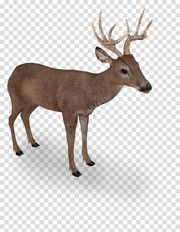 Elk White-tailed deer Reindeer Even-toed ungulates, Supermoto transparent background PNG clipart