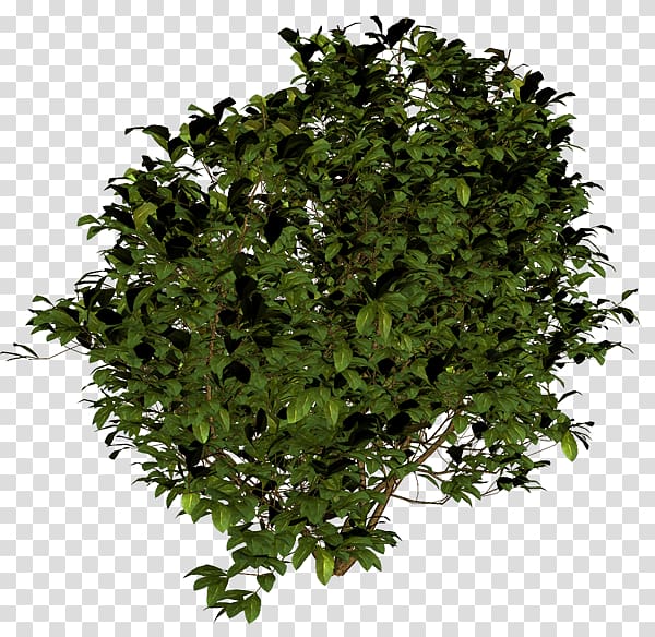 Shrub Icon, Bush , green leaf plant transparent background PNG clipart