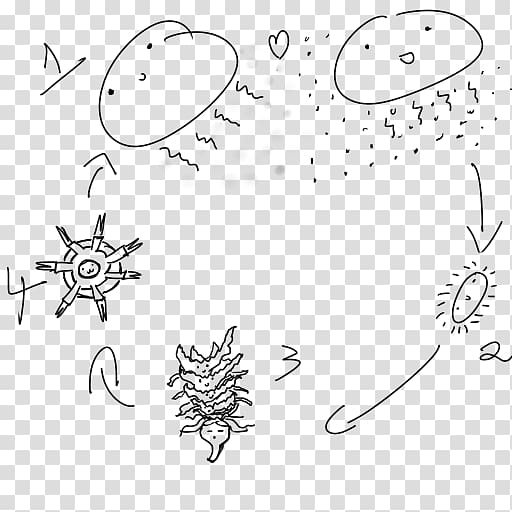 Life Cycle of a Jellyfish Drawing Biological life cycle Larva, others transparent background PNG clipart