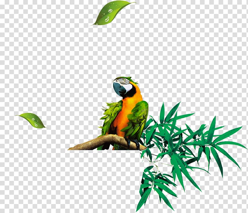 Bamboo Leaf Euclidean , Parrot standing on tree branch transparent background PNG clipart