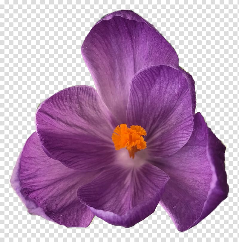 Crocus Pansy Flower bouquet, crocus transparent background PNG clipart