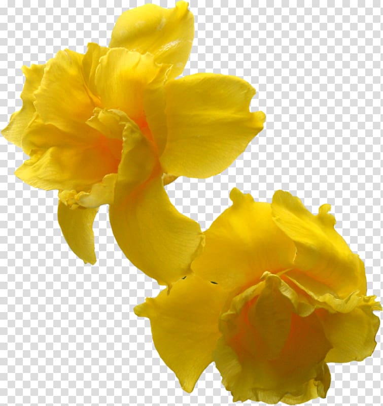 Flower Daffodil, Flores amarillas transparent background PNG clipart