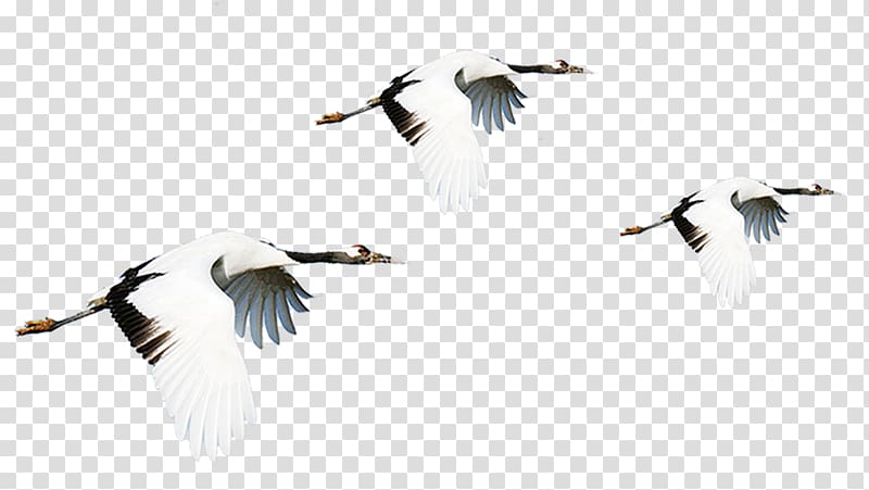 Red-crowned crane Bird Flight, Flying crane line transparent background PNG clipart