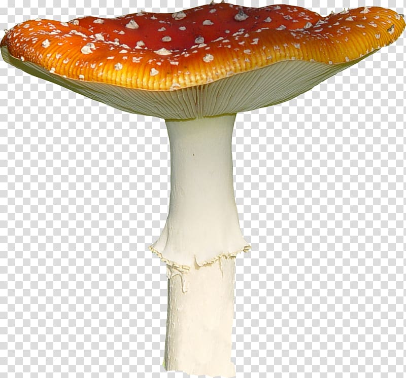 Amanita muscaria Mushroom Fungus, wild mushrooms transparent background PNG clipart