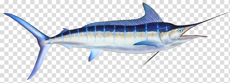 Marlin fishing Black marlin Atlantic blue marlin, strip transparent background PNG clipart