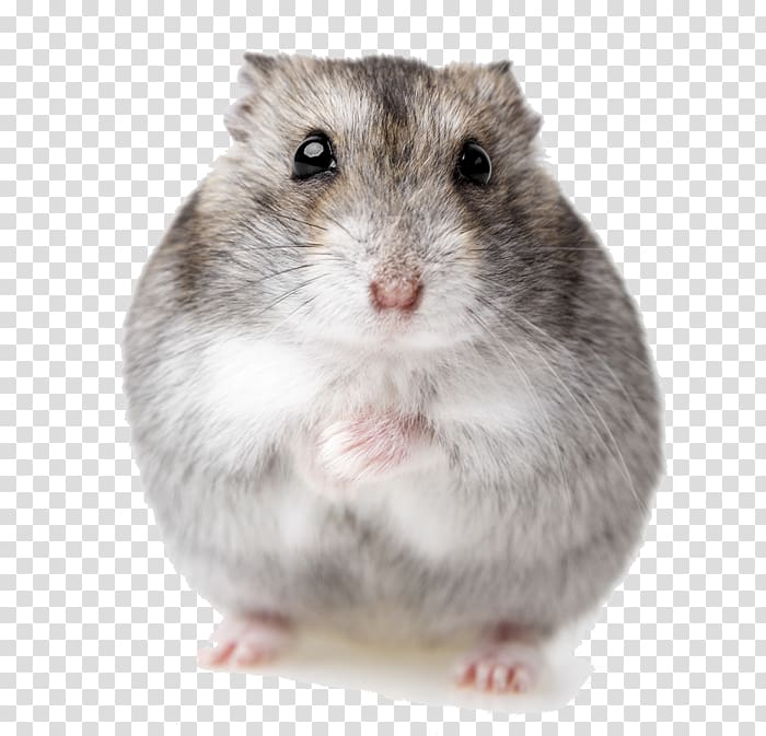Djungarian hamster Pattern Pet, hamsters transparent background PNG clipart