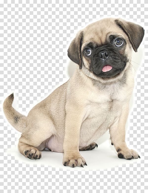 Pug Jack Russell Terrier French Bulldog Puppy Cuteness, pug transparent background PNG clipart