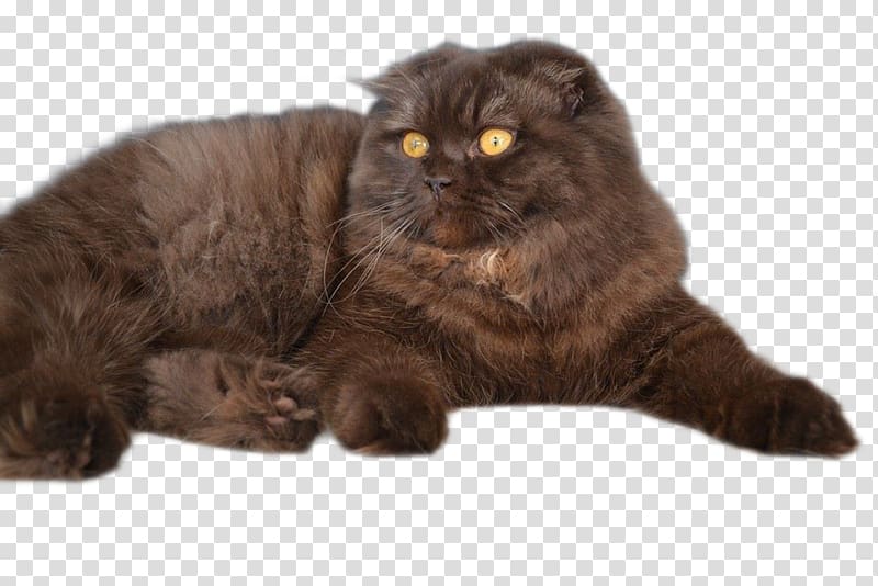 Persian cat Asian Semi-longhair British Semi-longhair Scottish Fold Domestic short-haired cat, others transparent background PNG clipart