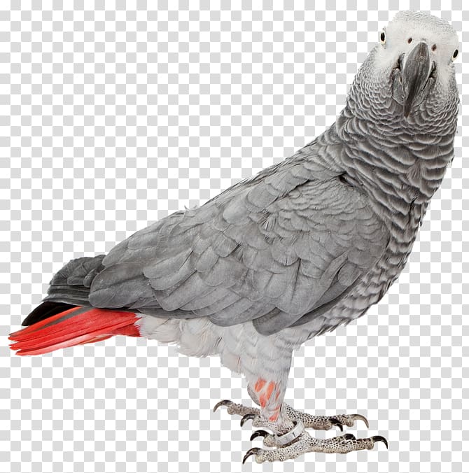 Cockatiel Bird The Grey Parrot Cockatoo, Bird transparent background PNG clipart