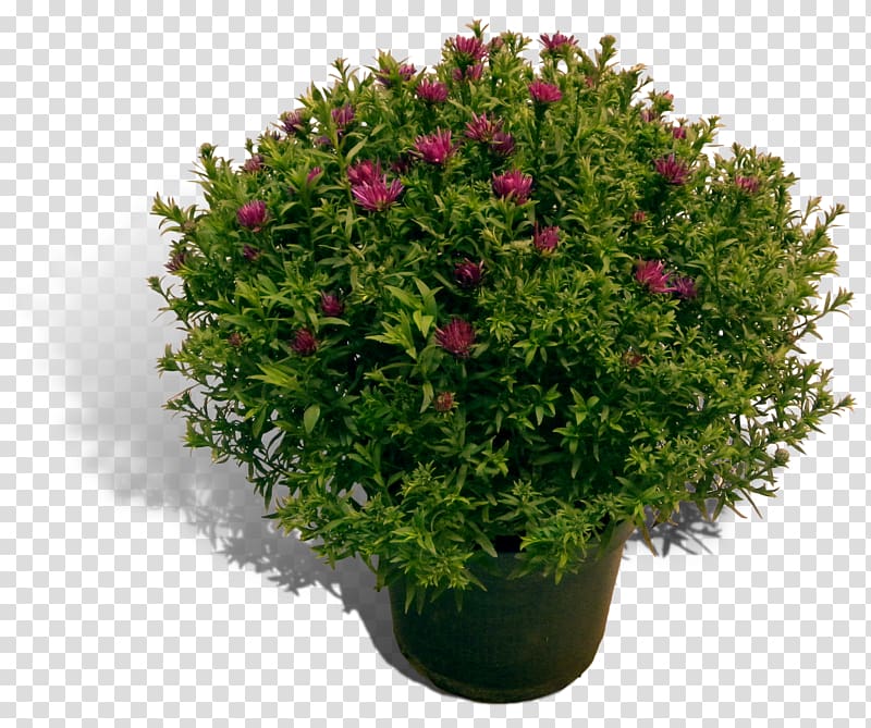 Flowerpot English Yew Evergreen Shrub Houseplant, aster flower transparent background PNG clipart