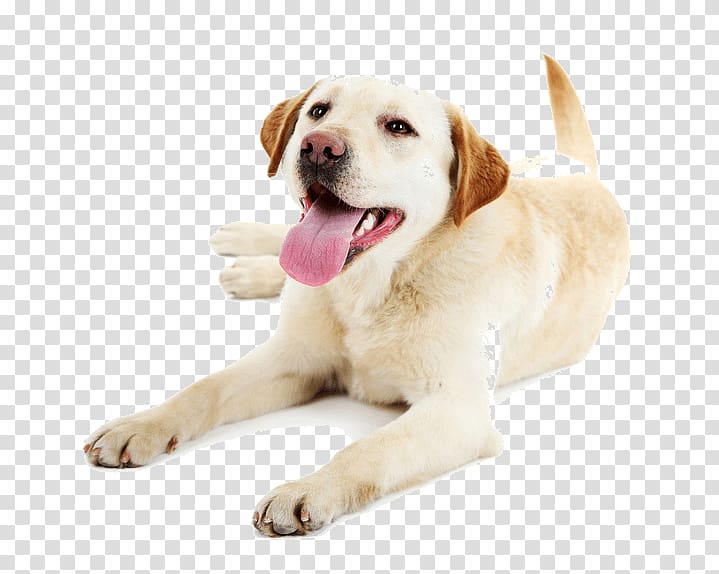 Puppy Pet Dog walking Labrador Retriever Golden Retriever, dog walking service transparent background PNG clipart
