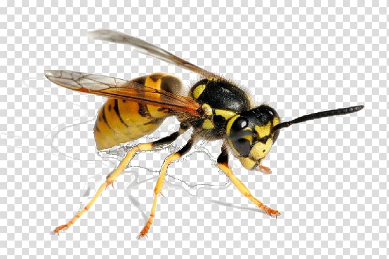 Characteristics of common wasps and bees Insect \'When the Wasps Drowned\' by Clare Wigfall: The Study Guide, bee transparent background PNG clipart