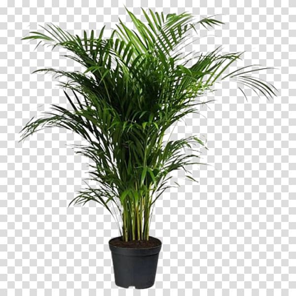 Flowerpot Areca palm Houseplant Oil palms Howea forsteriana, others transparent background PNG clipart