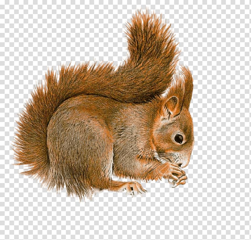 brown raccoon, Squirrel Sideview transparent background PNG clipart