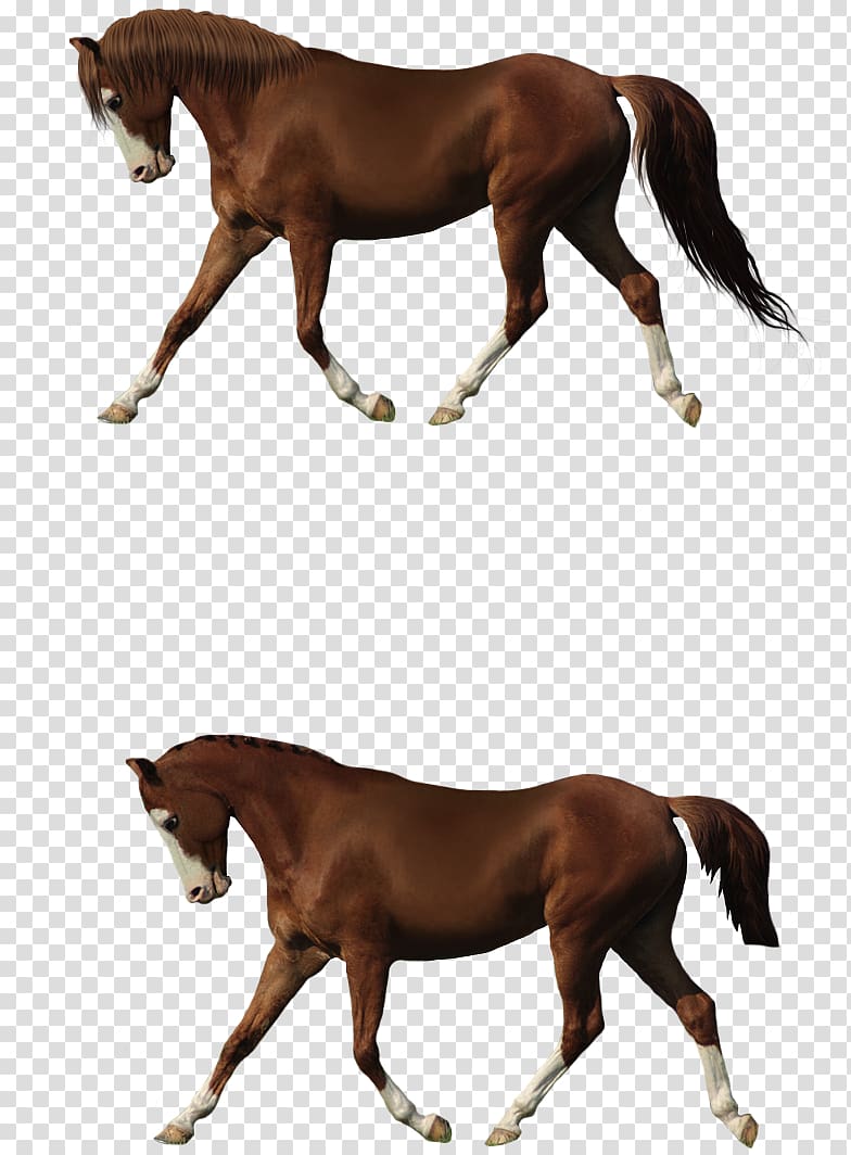 Horse Foal Stallion Pony Colt, Cartoon horse Cartoon Creative Creative,Running horse transparent background PNG clipart