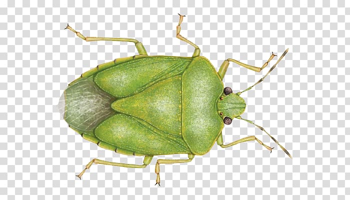 Southern green stink bug Stink bugs Brown marmorated stink bug Heteroptera, bug transparent background PNG clipart