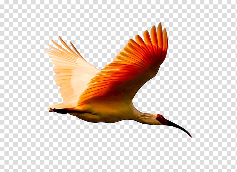 flying crested crested ibis transparent background PNG clipart