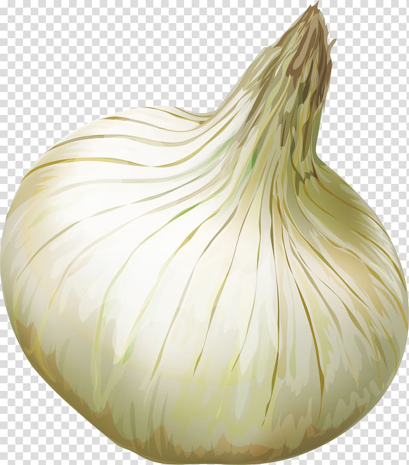 Shallot Elephant garlic Yellow onion Vegetable, Yellow onion transparent background PNG clipart