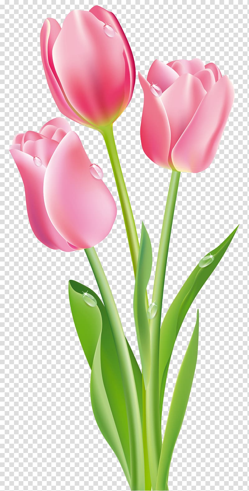 Tulipa gesneriana Flower , tulip transparent background PNG clipart