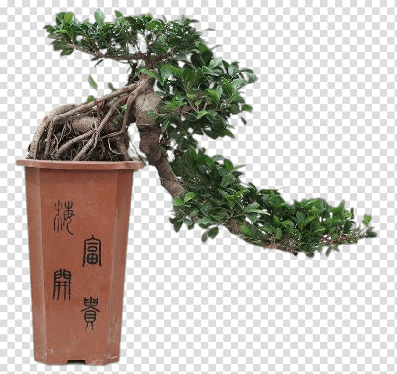 Chinese sweet plum Ficus retusa Bonsai Tree Flowerpot, tree transparent background PNG clipart