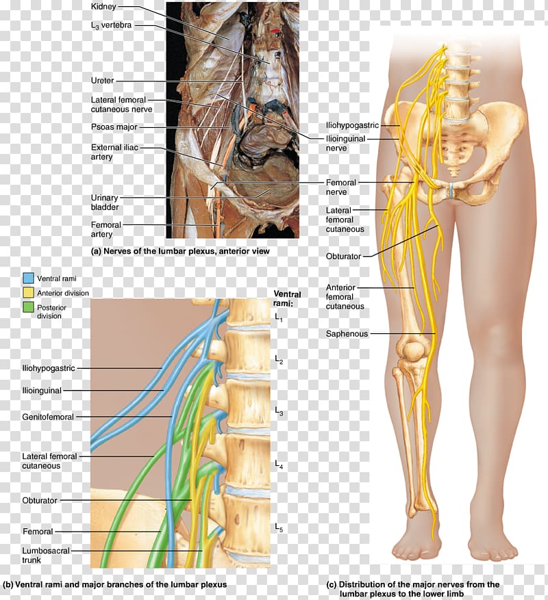 Hip Ventral ramus of spinal nerve Spinal cord, others transparent background PNG clipart