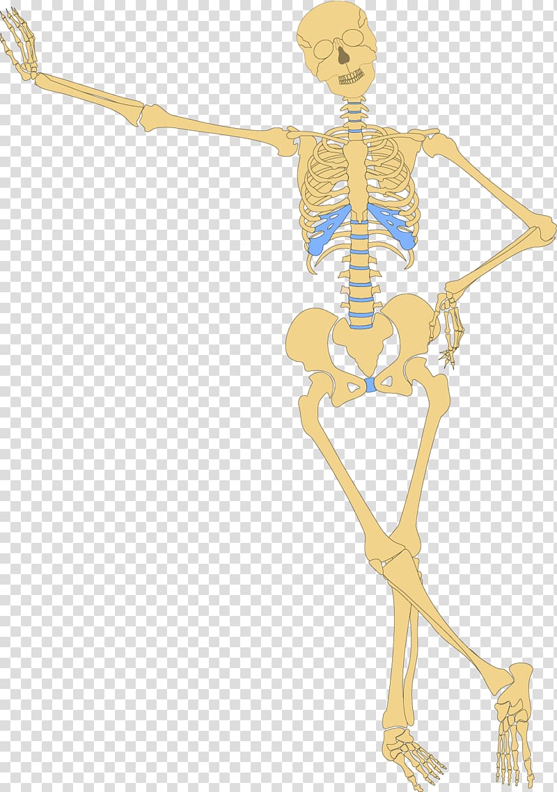 Human skeleton Bone Skull , Medical human skeleton transparent background PNG clipart