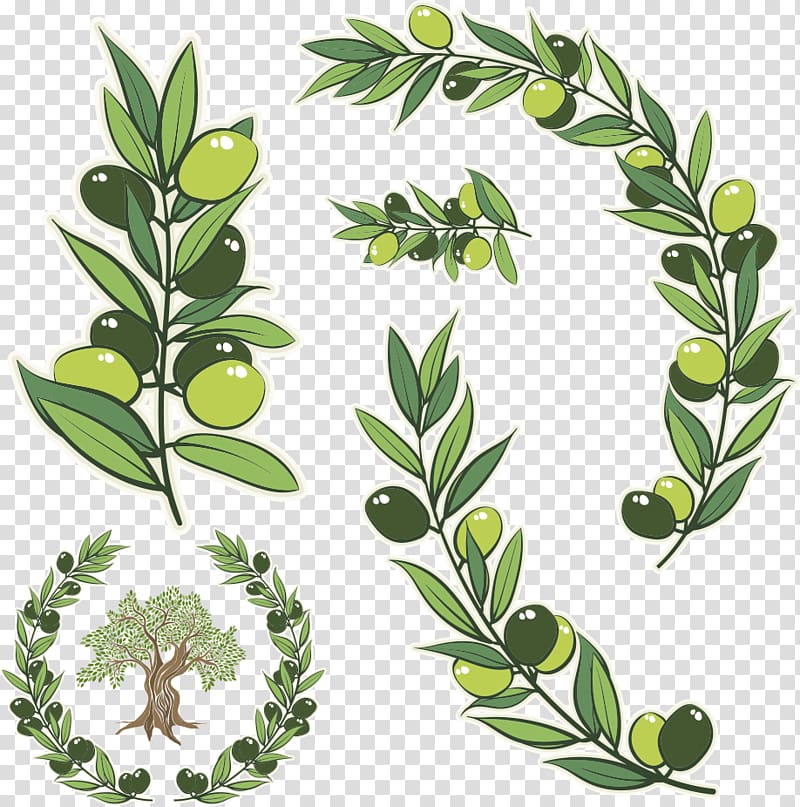 green leafed plant , Olive branch Olive wreath Illustration, green olive branch transparent background PNG clipart