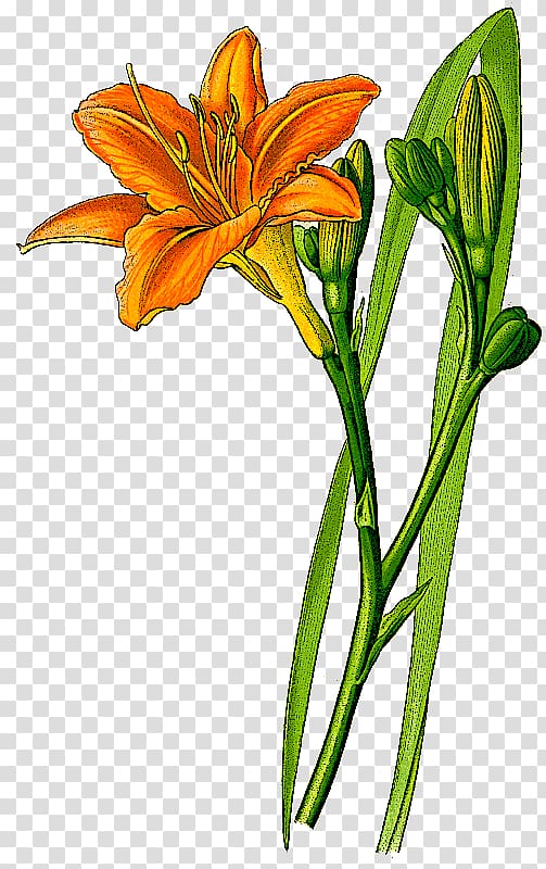 Orange day-lily Yellow daylily Flower Botanical illustration , Lily Orange transparent background PNG clipart
