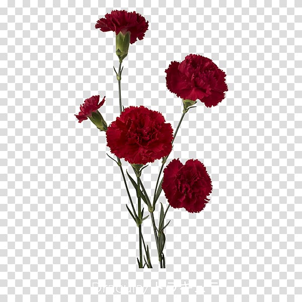 Carnation Red Cut flowers Count Dracula, flower transparent background PNG clipart