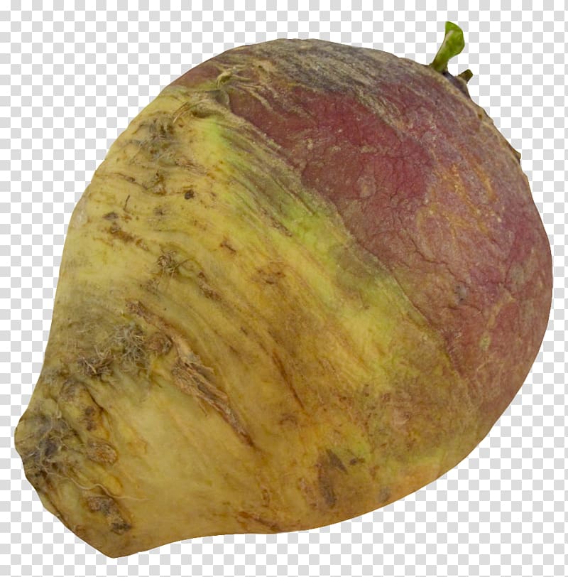 Red cabbage Rutabaga Radish Turnip, Turnip Rutabaga root transparent background PNG clipart