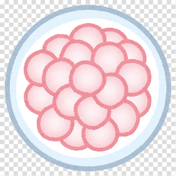 Zygote Fertilisation Pregnancy Fallopian tube Egg cell, germ cell body transparent background PNG clipart