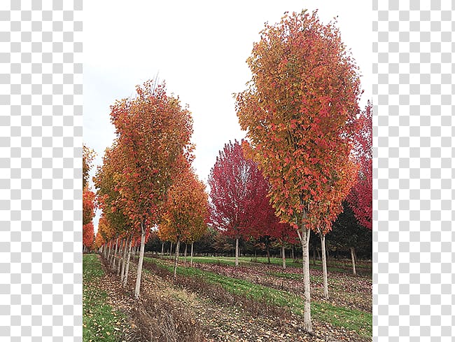 Sugar maple Evergreen Tree Nursery Birch, deciduous specimens transparent background PNG clipart