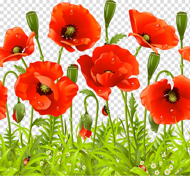 Remembrance poppy Flower Common poppy, a poppy flower transparent background PNG clipart