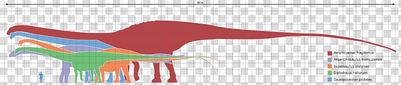 Amphicoelias Argentinosaurus Dinosaur size Seismosaurus Supersaurus, dinosaur transparent background PNG clipart