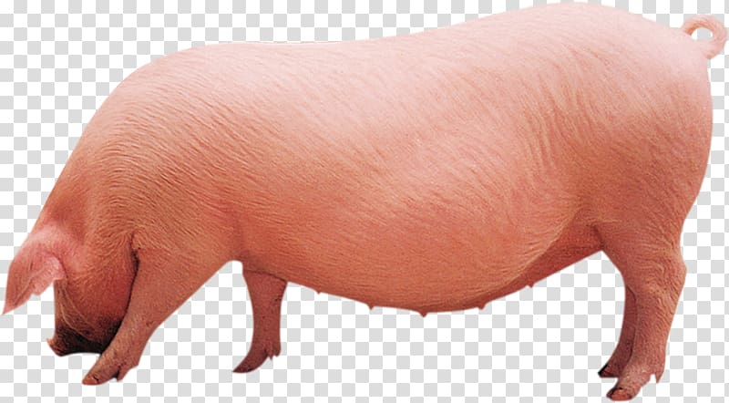 pink pig, Danish Landrace pig Fodder Soybean meal u540eu5907u6bcdu732a Agriculture, pig transparent background PNG clipart