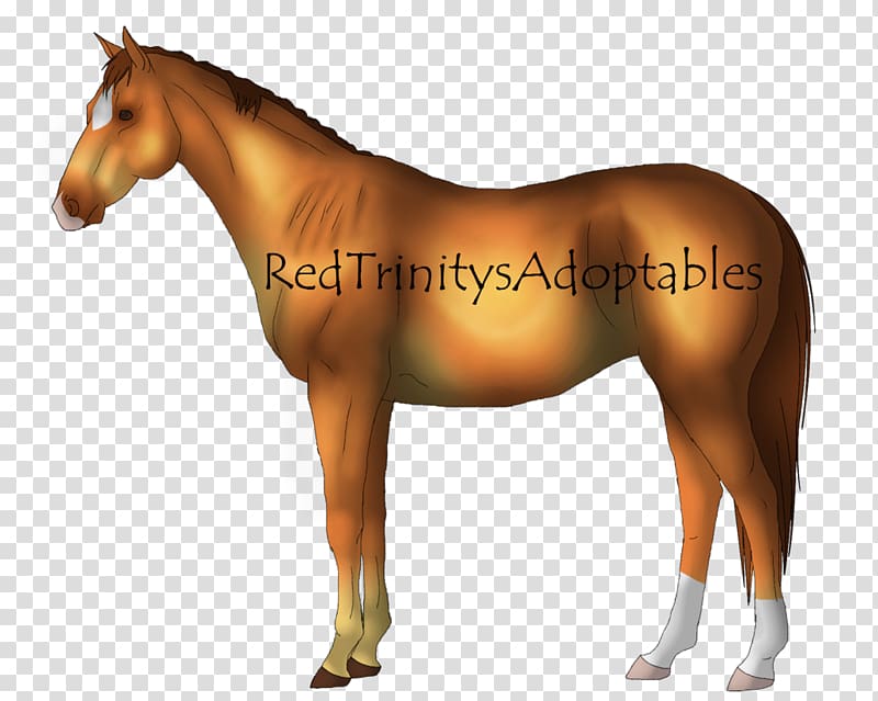 Pony Foal Mustang Danish Warmblood Stallion, mustang transparent background PNG clipart
