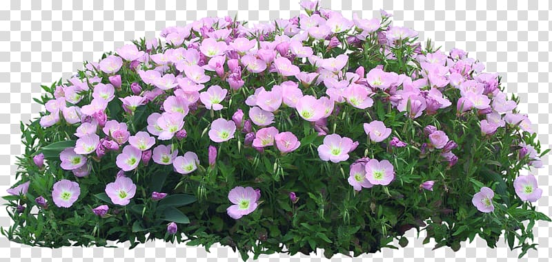 Flower garden Flowerpot, flower transparent background PNG clipart