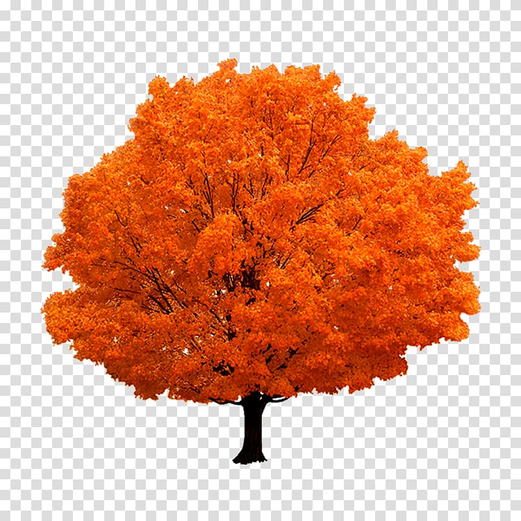 Autumn Tree, maple transparent background PNG clipart