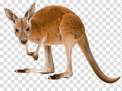 a kangaroo transparent background PNG clipart