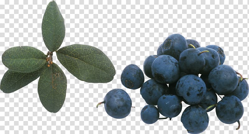 Bilberry Beaujolais Blueberry Huckleberry, Blueberry physical map transparent background PNG clipart
