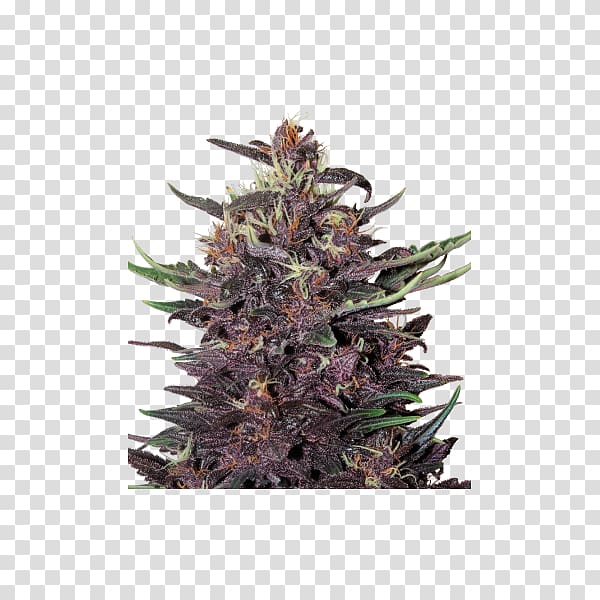 Kush Skunk Cannabis Cup Autoflowering cannabis Cannabis sativa, skunk transparent background PNG clipart