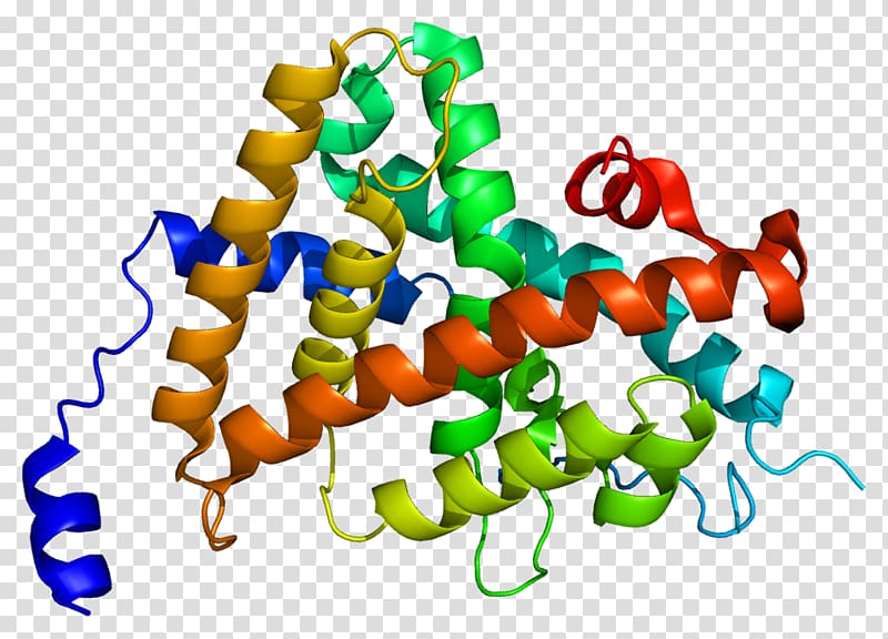 Thyroid hormone receptor alpha Thyroid hormones, others transparent background PNG clipart